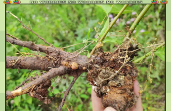 家庭养花用生根粉