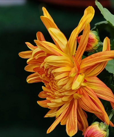 九月菊如何开花