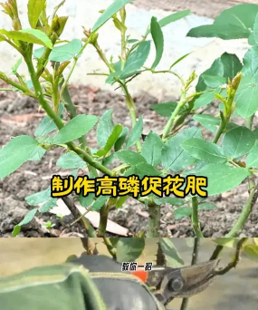 家庭养花用生根粉