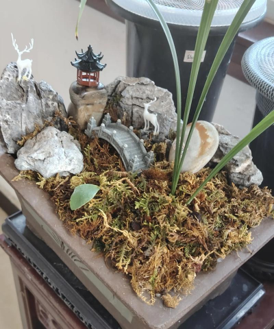 家庭养花用生根粉