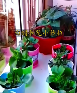 家庭养花用生根粉