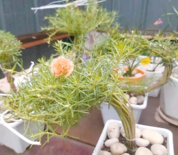 家庭养花用生根粉