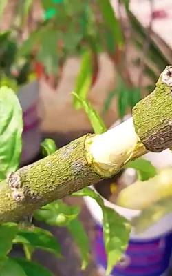 扶桑嫁接在什么树上