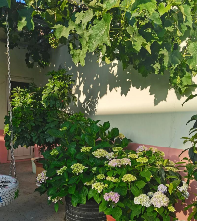 家庭养花用生根粉