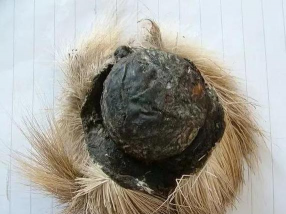 麝香如何压着养花