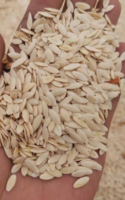 黄瓜痒痒用什么种子