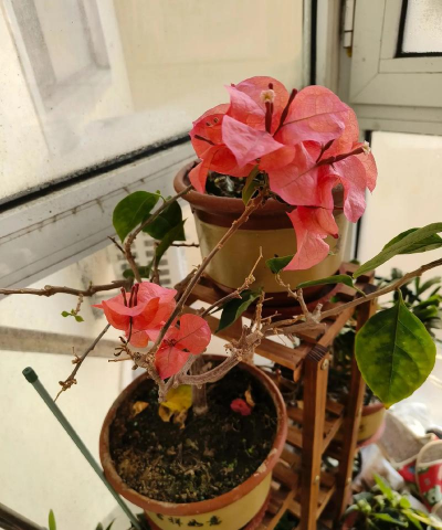 家庭养花用生根粉