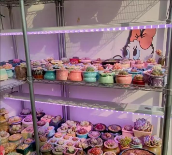 家庭养花用生根粉