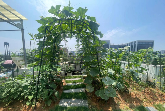 楼顶种菜养花好吗