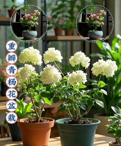 家庭养花用生根粉