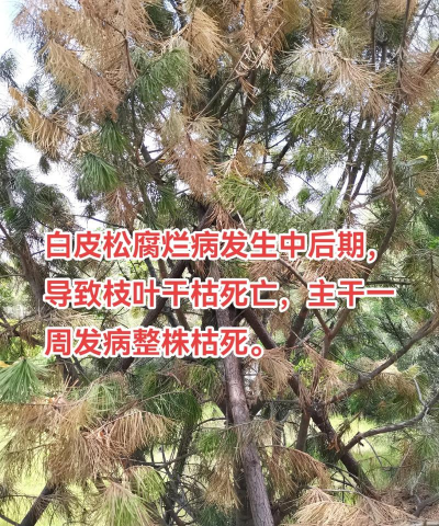 白皮松病虫害有哪些