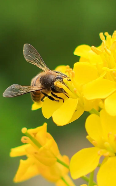 蜜蜂可以养花不