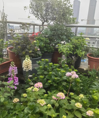 养花不过二十载