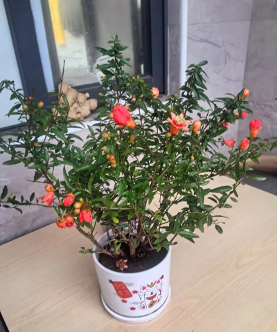 家庭养花用生根粉