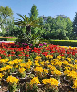 家庭养花用生根粉