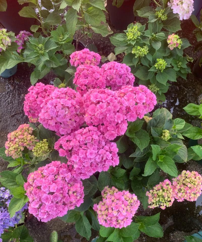 家庭养花用生根粉