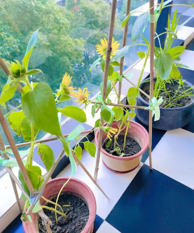 家庭养花用生根粉