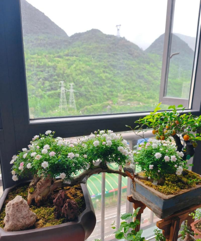 家庭养花用生根粉