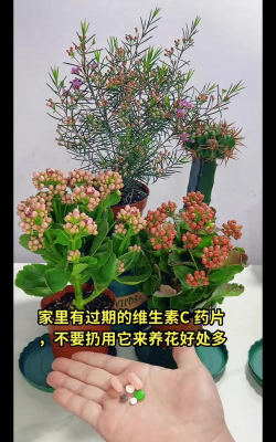 家庭养花用生根粉