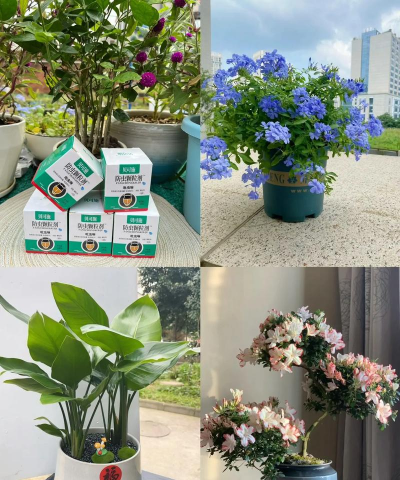 家庭养花用生根粉