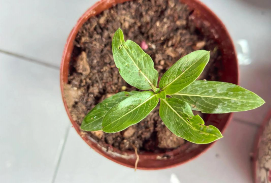 家庭养花用生根粉