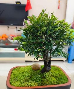 大方盆养什么花