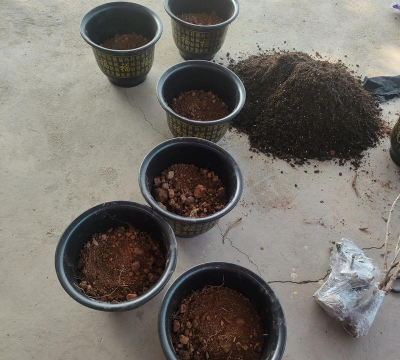 家庭养花用生根粉