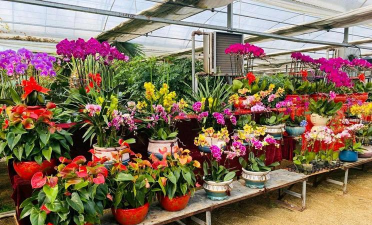 家庭养花用生根粉