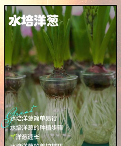 洋葱怎样养花好