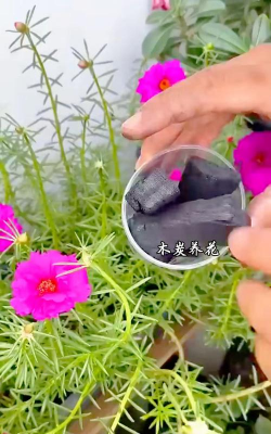 家庭养花用生根粉