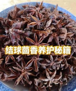 结球茴香栽培技术