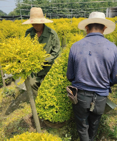 亮晶女贞的病虫害防治