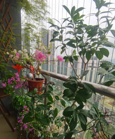 家庭养花用生根粉