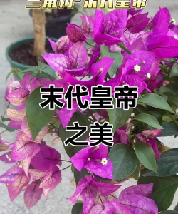 末代皇帝养花