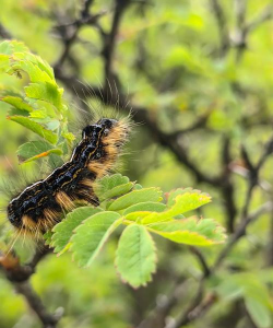 天幕毛虫危害与防治（鳞翅目）（又名顶针虫）