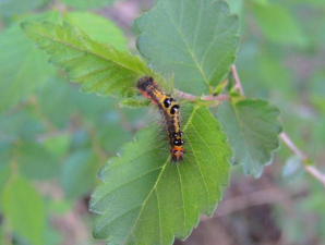 榆毒蛾危害与防治（鳞翅目）