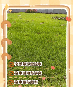 冬天怎么种草坪