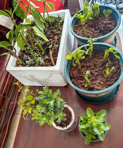 家庭养花用生根粉