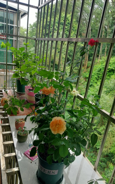 家庭养花用生根粉