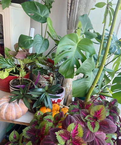 家庭养花用生根粉