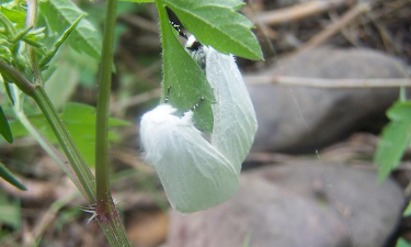 柳毒蛾鳞翅目的危害与防治（毛毛虫）