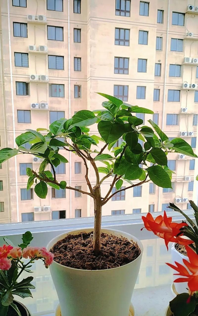 家庭养花用生根粉