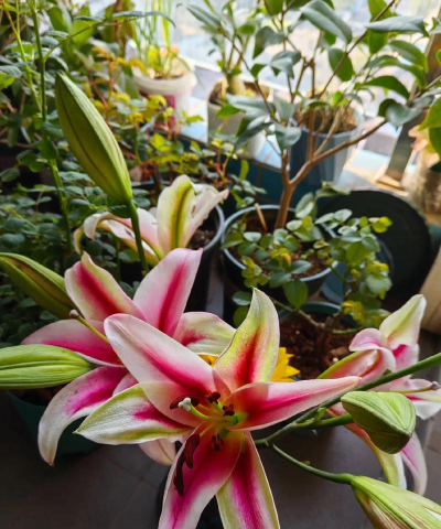 家庭养花用生根粉