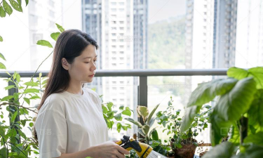 家庭养花用生根粉