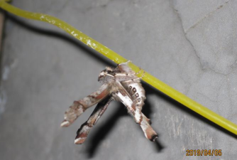 桑褶翅尺蛾的危害（鳞翅目）