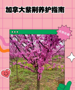 加拿大如何养花