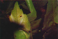 棉大卷叶螟危害与防治（鳞翅目）