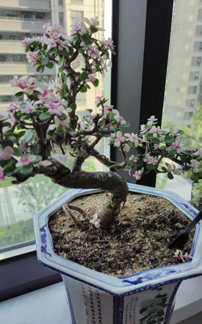 家庭养花用生根粉