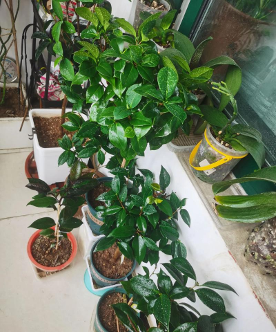 家庭养花用生根粉