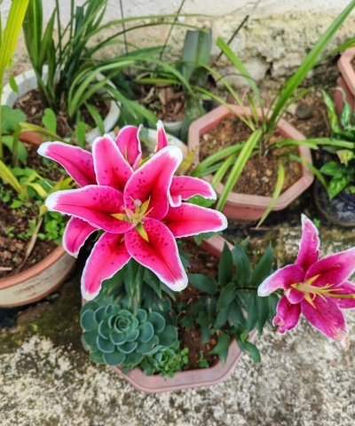 家庭养花用生根粉